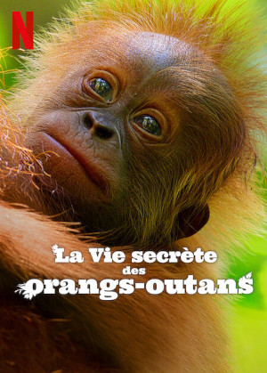 La Vie SecrÈte Des Orangs-outans